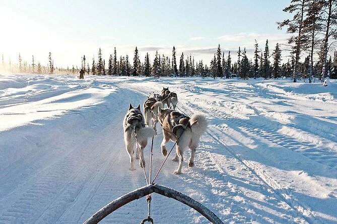 Snowy Trails 10km Husky Safari from Rovaniemi - Finnish Cookies, Hot Drinks, and a Post-Ride Reset