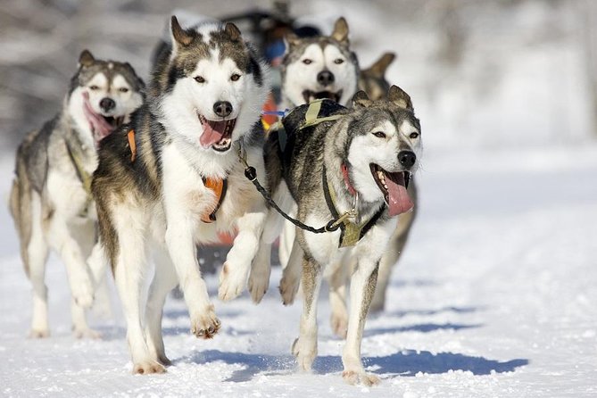 Snowy Trails 10km Husky Safari from Rovaniemi - Choosing the Morning Run: When the Dogs Seem Most Eager