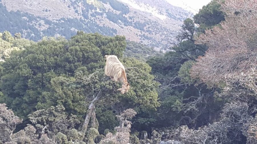 South Crete: Sarakinas Gorge Hike, Swim & Jeep Safari - Jeep comfort reality check: seats, views, and how to choose better