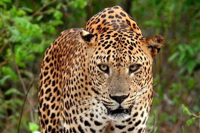 Special Leopard Safari Tour in Yala National Park by Malith & the team - From Pickup to Ticketing: How the 6–11 AM Drive Works