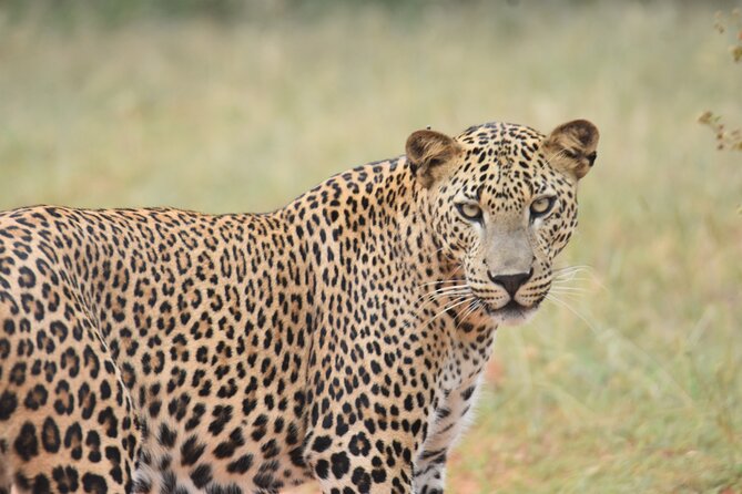 Special Leopard Safari Tour in Yala National Park by Malith & the team - Inside the Park: What You Might See After Leopards