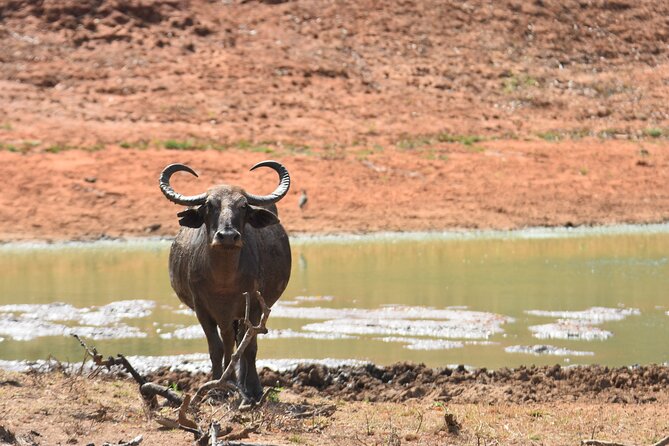 Special Leopard Safari Tour in Yala National Park by Malith & the team - Lunch, Water, and Fruits: Comfort That Actually Helps