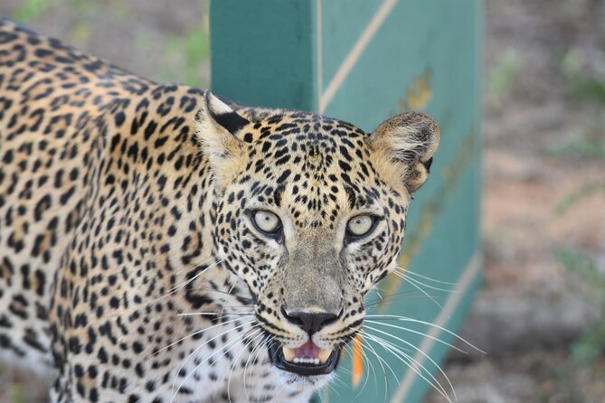 Special Leopard Safari Tour in Yala National Park by Malith & the team - Price and Value: The $85 Safari Math (and the Park Fee Reality)