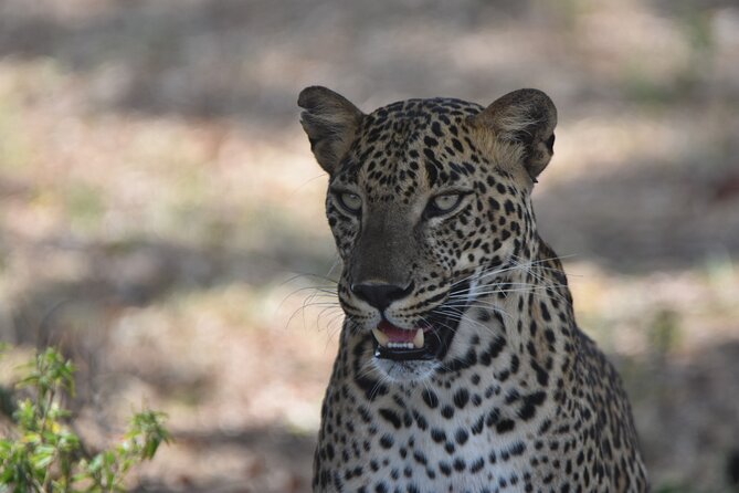 Special Leopard Safari Tour in Yala National Park by Malith & the team - Group Size and Timing: Why Max 6 Feels Better