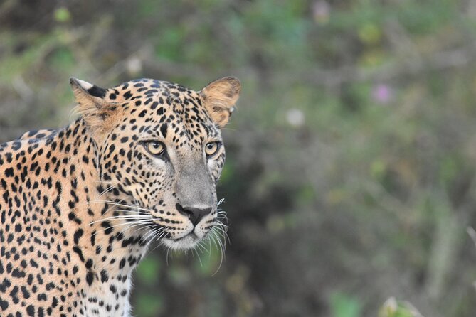 Special Leopard Safari Tour in Yala National Park by Malith & the team - Malith and Deesha: Why the Guide Can Make or Break the Morning