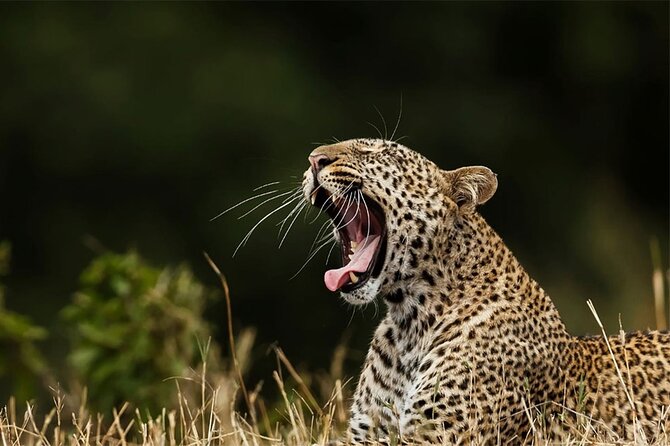 Special leopards safari Yala National park - 04.30 am to 11.30 am - What you can realistically see besides leopards