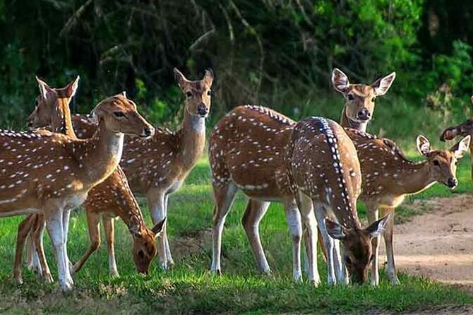 Special leopards safari Yala National park - 04.30 am to 11.30 am - Breakfast on safari: small comfort, big impact