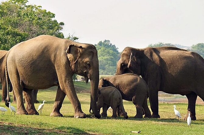 Special leopards safari Yala National park - 04.30 am to 11.30 am - Small group dynamics: why max 6 travelers matters