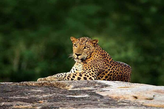 Special leopards safari Yala National park - 04.30 am to 11.30 am - The pace of sightings: expect short windows