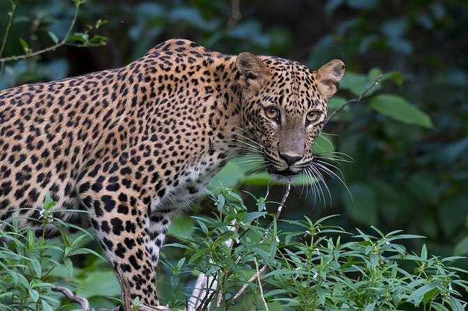 Special leopards safari Yala National park - 04.30 am to 11.30 am - Price and tickets: what value looks like