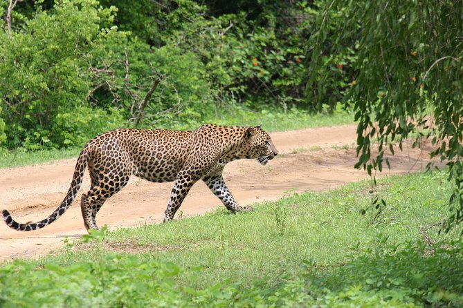 Special Leopards safari - Yala National park - 04.30 am to 11.30 am - Who this special leopard safari fits best