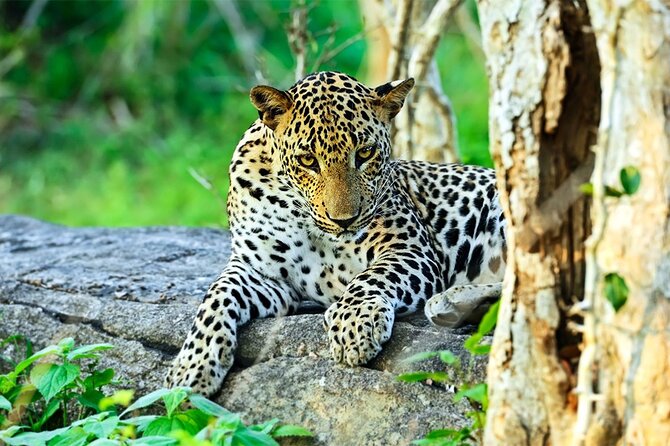 Special Leopards safari - Yala National park - 04.30 am to 11.30 am - Pickup from Tissamaharama and Kataragama: less stress, more safari time