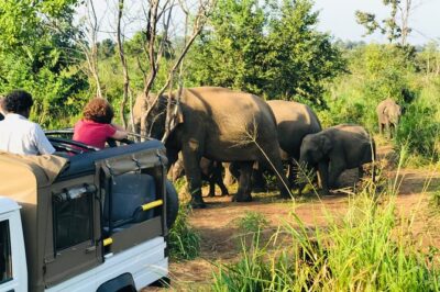 Sri Lanka Wild Life Uniqe Safari 26 - The jeep setup: comfort, visibility, and basic safety