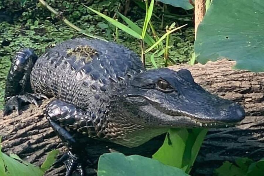 St. Augustine: St. Johns River Airboat Safari with a Guide - Key points before you go