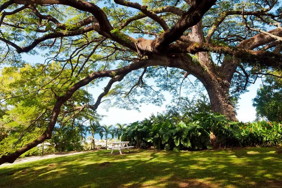 St. Kitts: Top Sights Guided Van or Open-Air Safari Tour - Romney Manor: Botanical Gardens + 18th-Century Grounds to Wander