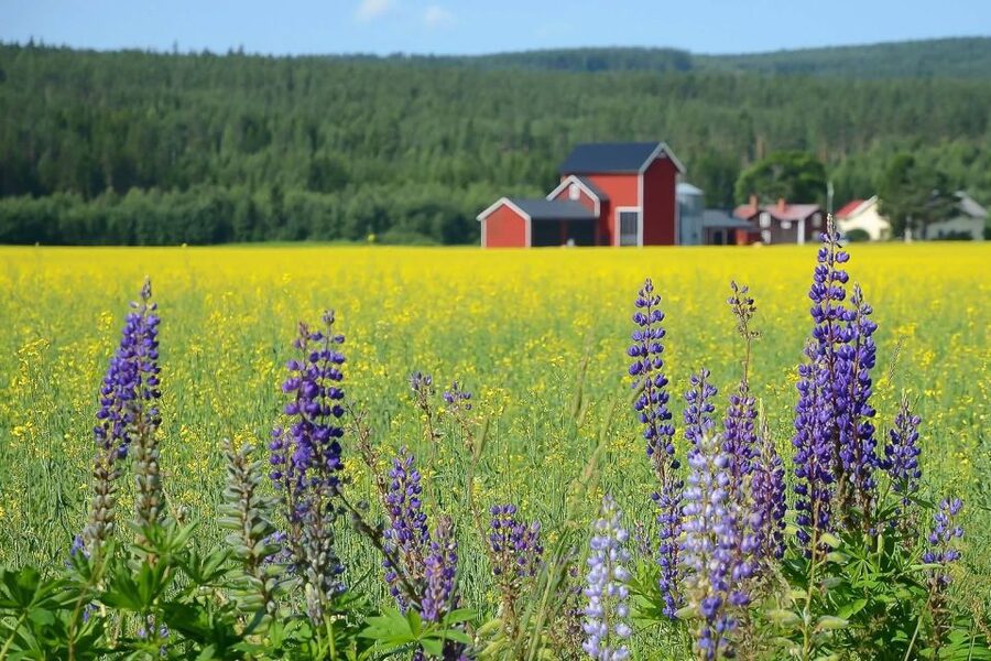 Stockholm: Evening Wildlife Safari with Midsummer Meal - Why This Sunset Safari Feels Like Rural Sweden Without the Distance