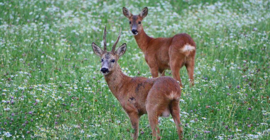 Stockholm: Evening Wildlife Safari with Midsummer Meal - Price and What You Actually Get in Four Hours