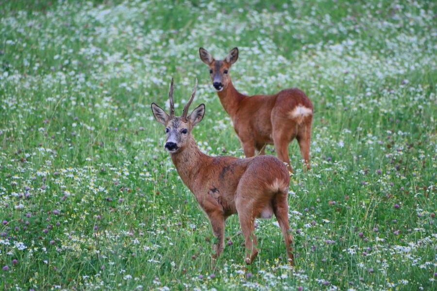 Stockholm: Evening Wildlife Safari with Midsummer Meal - Midsummer Meal at an Outdoor Camp, Plus the Wildlife Lesson