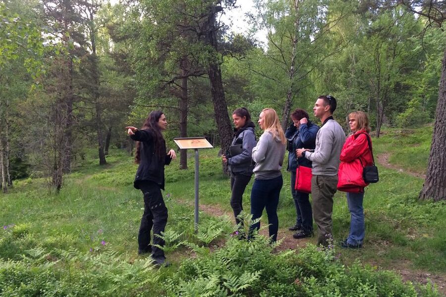Stockholm: Evening Wildlife Safari with Midsummer Meal - Spotting Moose, Deer, and Wild Boar: What Your Guide Looks For
