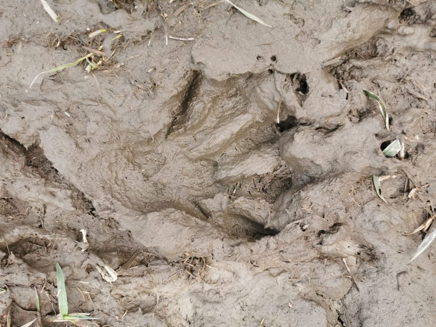 Stockholm: Wildlife Safari - Key Takeaways Before You Go