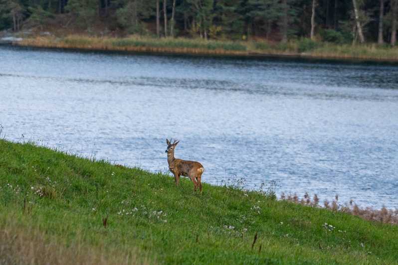 Stockholm: Wildlife Safari - Why an Evening Wildlife Safari in Stockholm Forest Makes Sense