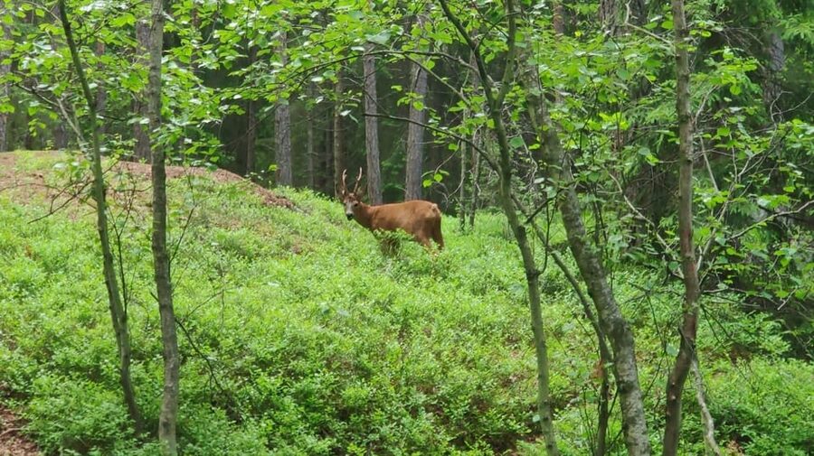 Stockholm: Wildlife Safari - After Sunset: Torch Time and the Quiet Mechanics of Night Wildlife