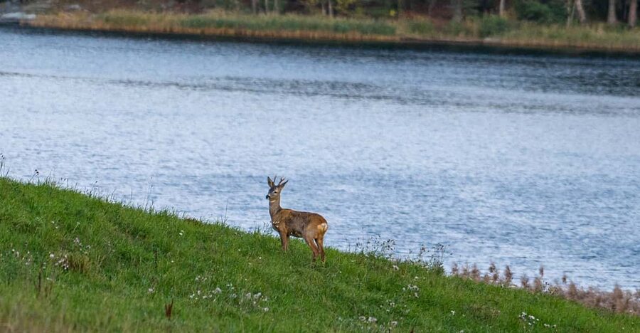 Stockholm: Wildlife Safari - Campfire Dinner: Simple, Swedish-leaning Comfort With Cook-Coffee