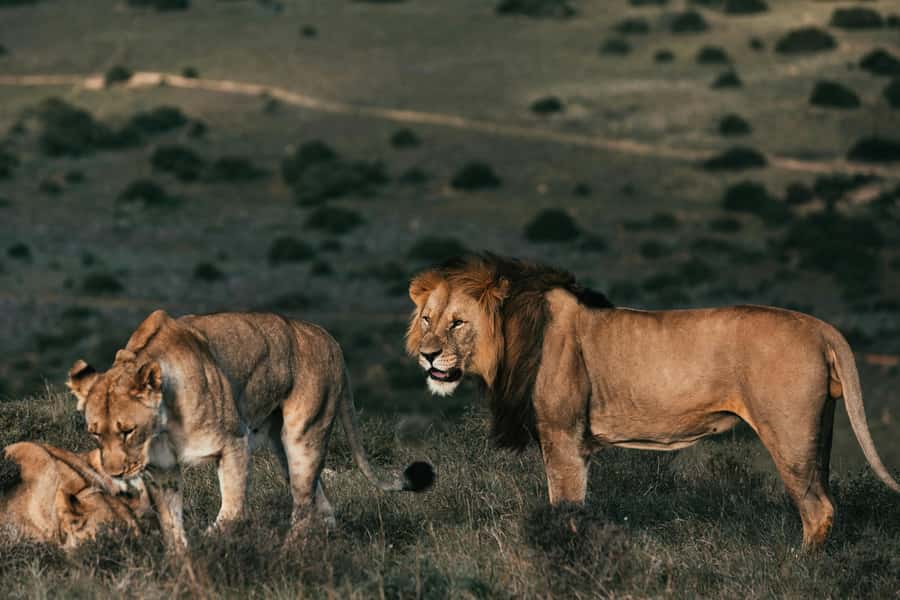 Sunset Safari at the big 5 Game Reserve All inclusive - Key things that make this sunset safari worth your time