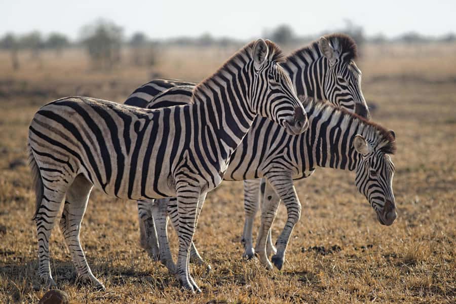 Sunset Safari at the big 5 Game Reserve All inclusive - FAQ