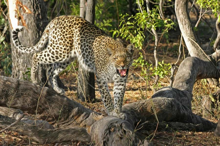 Sunset Safari at the big 5 Game Reserve All inclusive - From Cape Town pickup to a private reserve at dusk