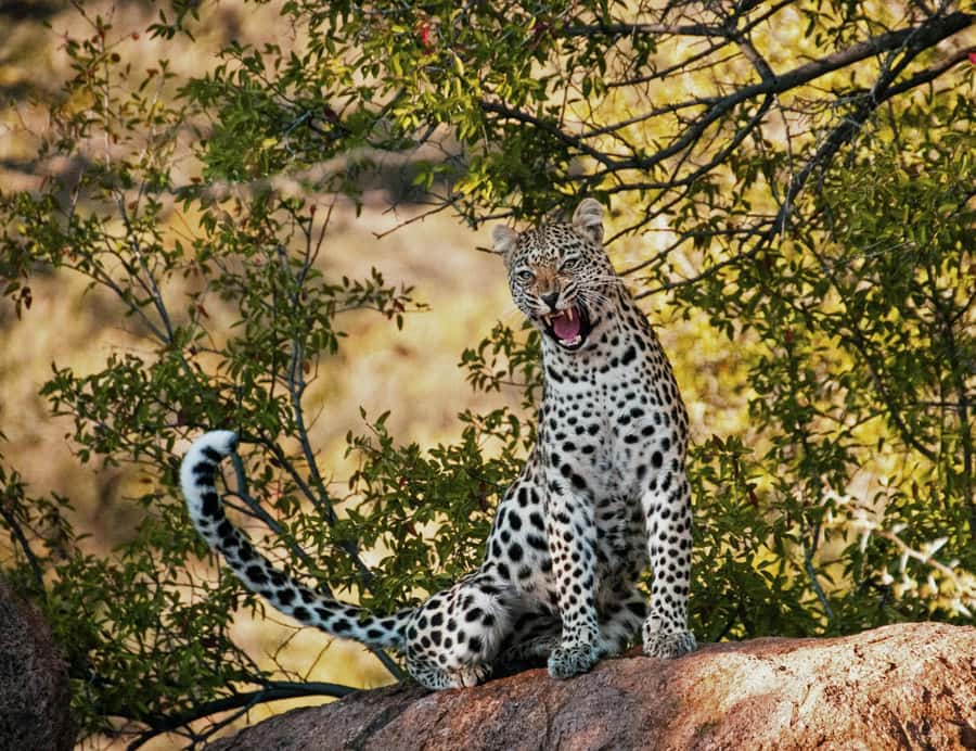 Sunset Safari at the big 5 Game Reserve All inclusive - Big Five odds at sunset, plus the animals you might see