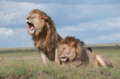 Sunset Safari at the big 5 Game Reserve All inclusive - Open-air 4x4 game drive: what spotting is really like