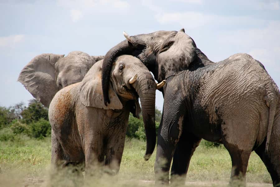 Sunset Safari at the big 5 Game Reserve All inclusive - Snacks, drinks, and the reserve wait before your slot