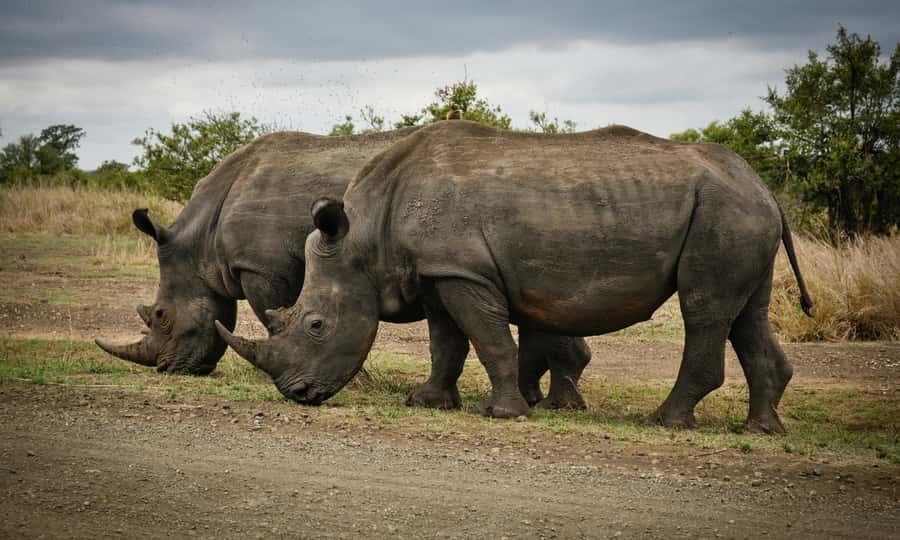 Sunset Safari at the big 5 Game Reserve All inclusive - Price and value: what $280 includes and what to confirm