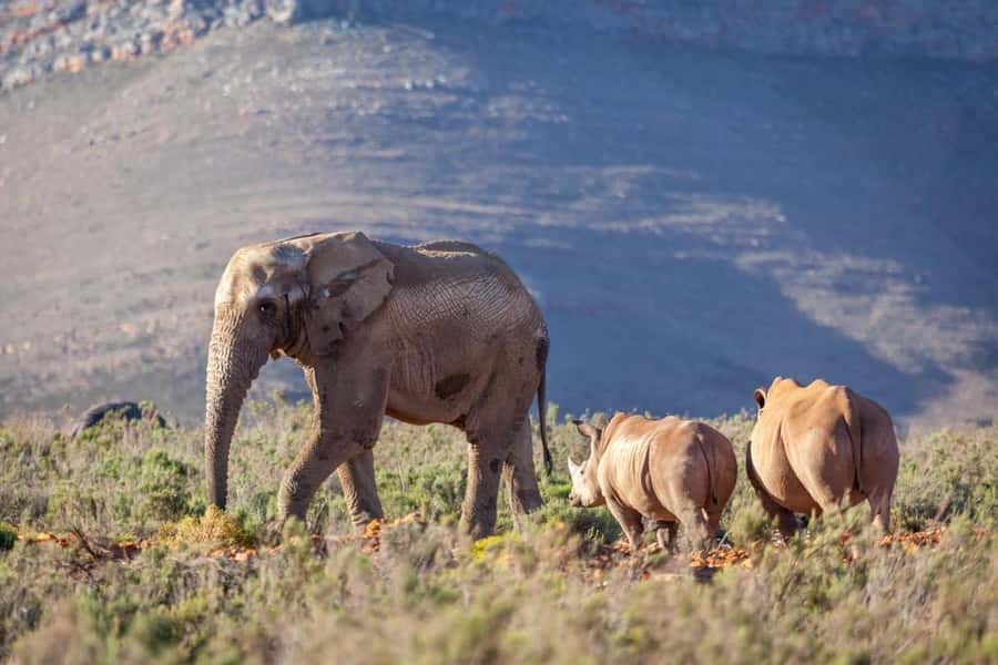 Sunset Safari at the big 5 Game Reserve All inclusive - Who this sunset safari is best for