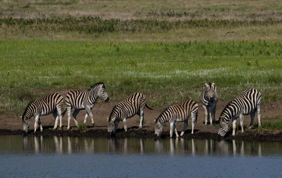 Sunset Safari at the big 5 Game Reserve All inclusive - Should you book this sunset safari at the Big Five reserve?