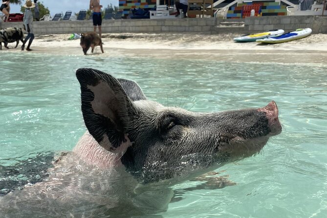 Swim with the Pigs Safari in Bahamas (2hrs) - Key highlights worth circling