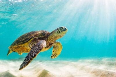 Swim with the Pigs Safari in Bahamas (2hrs) - Atholl Island and the swimming pigs: the highlight, done right
