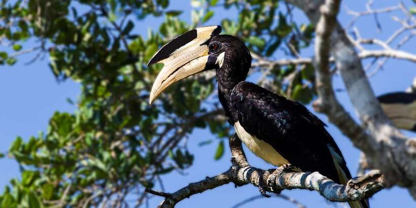 Tangalle/Hiriketiya/Galle: Shuttle to Ella with Yala Safari - Price and Value: Is This Worth It?
