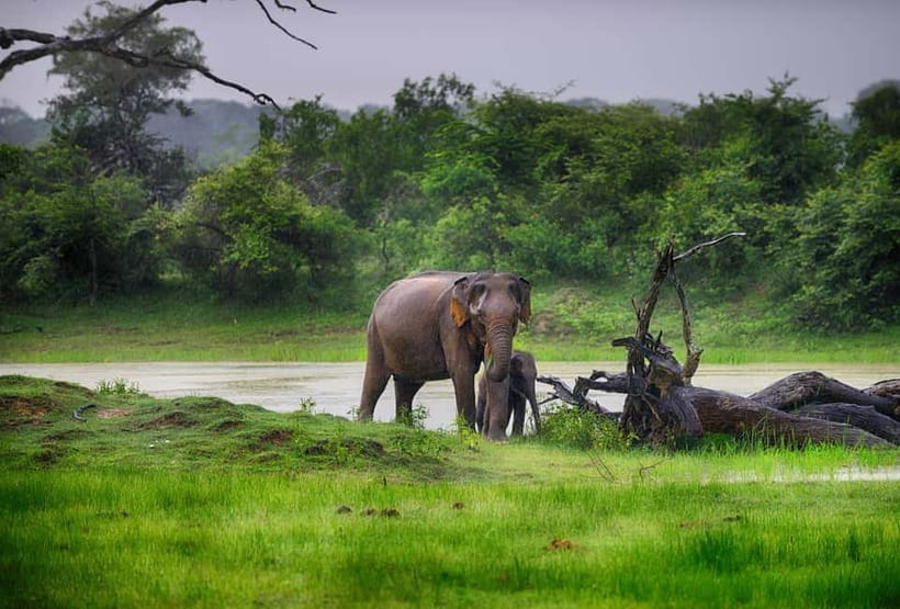 Tangalle/Hiriketiya/Mirissa: Shuttle to Ella and Yala Safari - South-coast comfort meets a Yala wildlife sprint