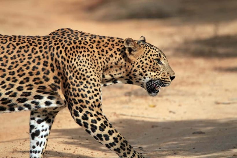 Tangalle/Hiriketiya/Mirissa: Shuttle to Ella and Yala Safari - The heart of the day: your 3-hour Yala jeep safari