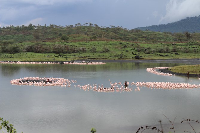 Tanzania - Arusha NP - Private Guided 4x4 Safari - Game Drive & Walking - Quick take: what you’re getting in this Arusha NP day safari