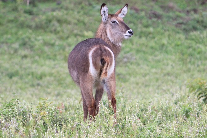 Tanzania - Arusha NP - Private Guided 4x4 Safari - Game Drive & Walking - Forest drives and colobus monkeys: a different kind of wildlife payoff