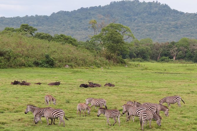 Tanzania - Arusha NP - Private Guided 4x4 Safari - Game Drive & Walking - Lunch, pace, and the 8-hour rhythm that makes it doable