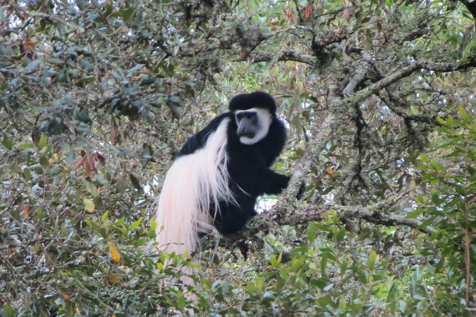 Tanzania - Arusha NP - Private Guided 4x4 Safari - Game Drive & Walking - Price and what makes $404.29 per person feel fair