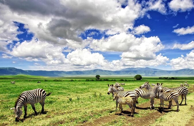 Tanzania Simba Safari - 5 Days - Key Highlights to Expect
