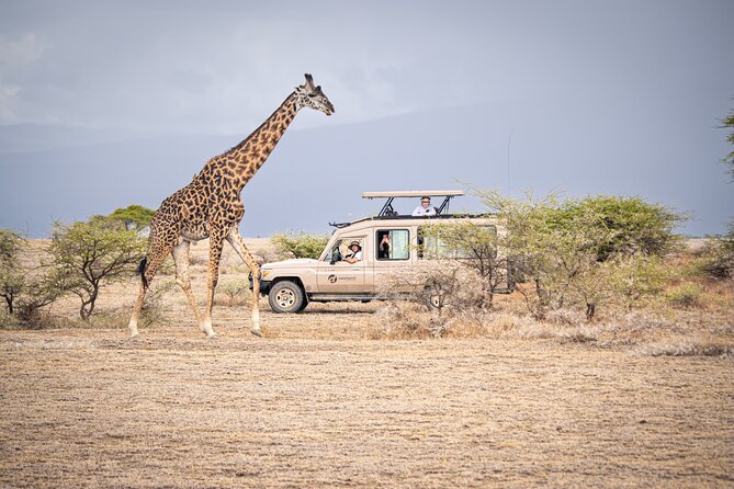 Tanzania Simba Safari - 5 Days - A Smart 5-Day Plan for Serengeti + Ngorongoro