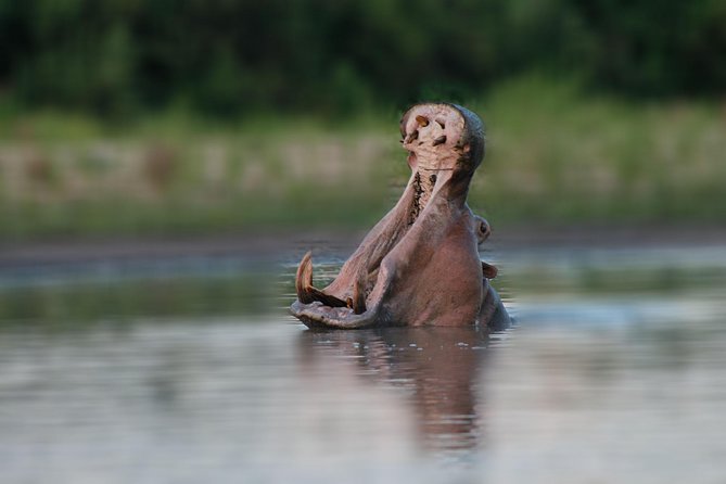 Tanzania Simba Safari - 5 Days - What the Includes List Means for Your Budget