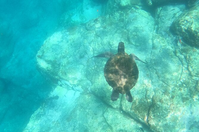 Tenerife: Kayak and snorkel with marine life safari - Why this Tenerife kayak-and-snorkel safari makes sense