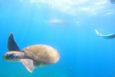 Tenerife: Kayak and snorkel with marine life safari - The snorkel stop: what’s included, what can go wrong, and how to handle it